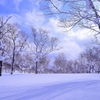木々に囲まれた雪原