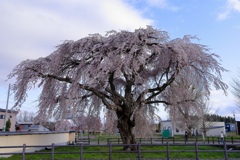 しだれ桜