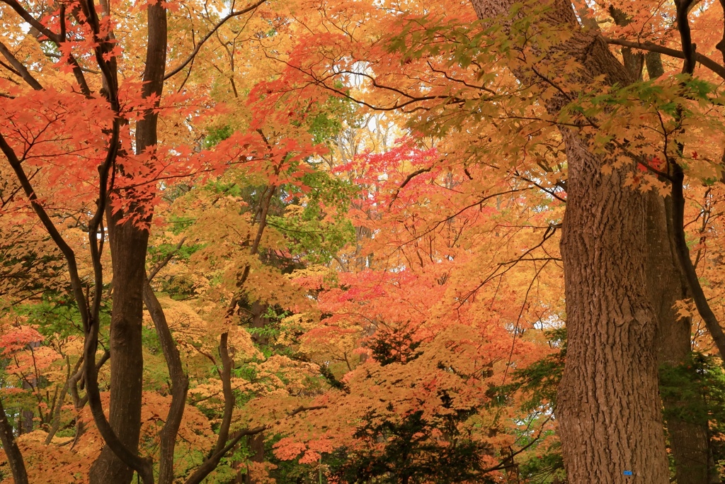 紅葉狩り