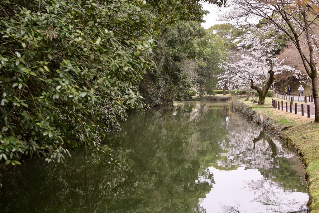 お濠と桜