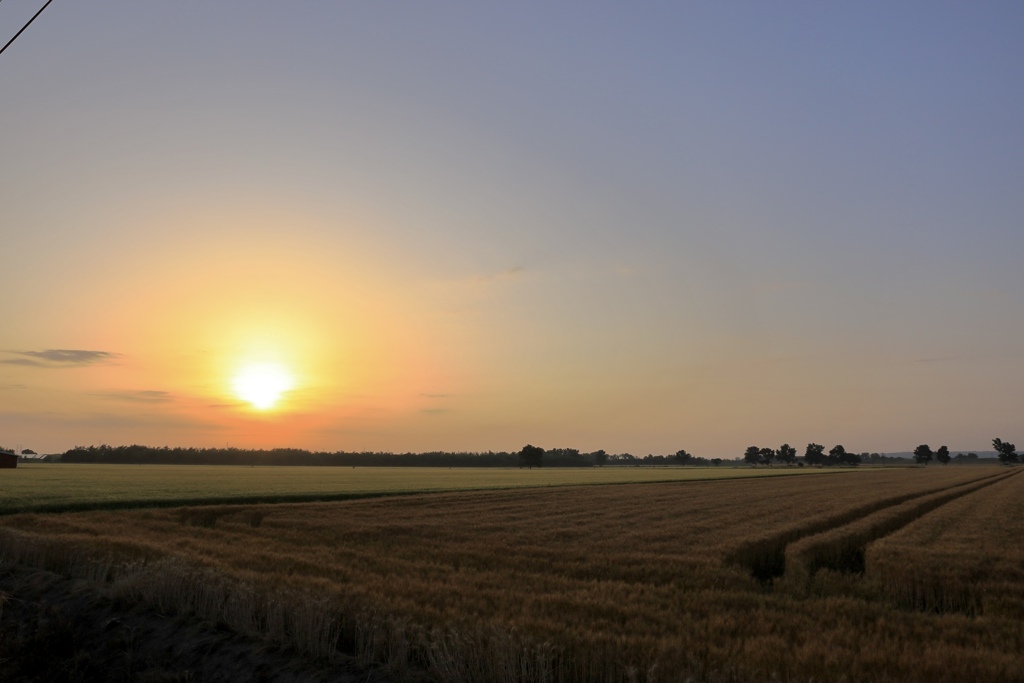 夕暮れの麦畑