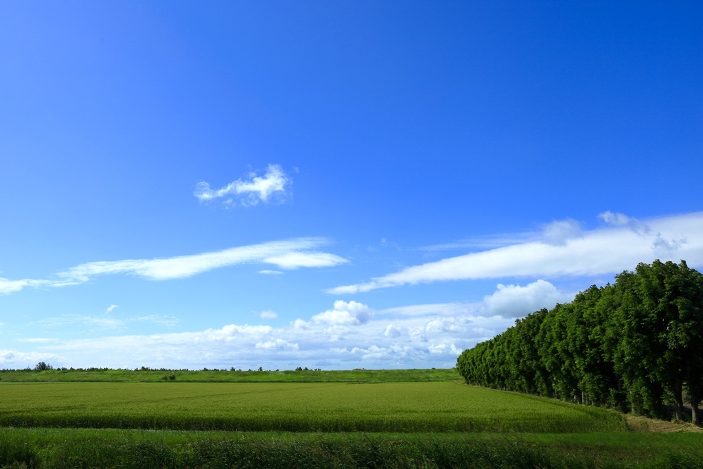 夏の空