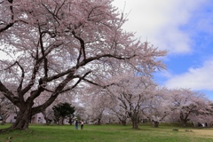 圧巻の桜
