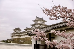 姫路城と桜