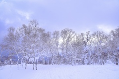 雪に覆われた森