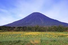 ひまわり畑と羊蹄山