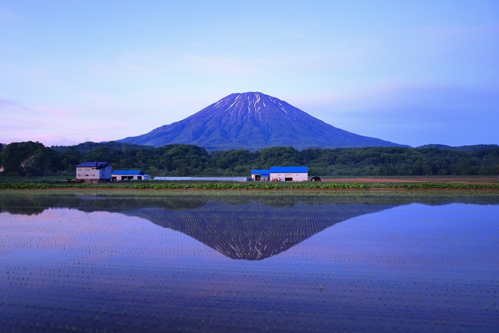 羊蹄山と田んぼ