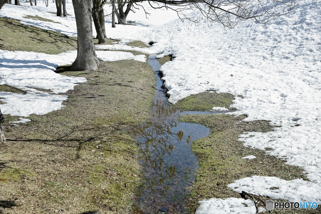 残雪と小川に映る蕾