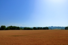 一面に広がる小麦畑