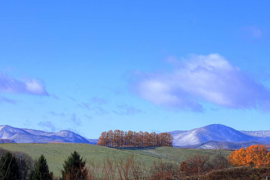 青空の丘とカラマツ並木