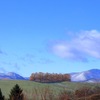 青空の丘とカラマツ並木