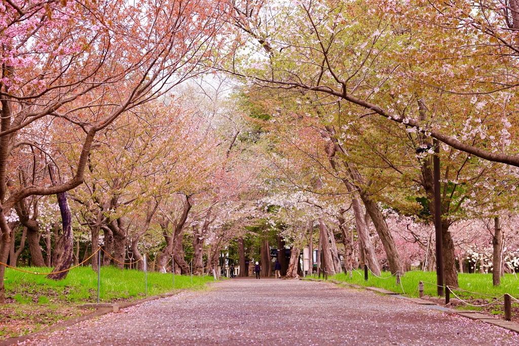 桜道