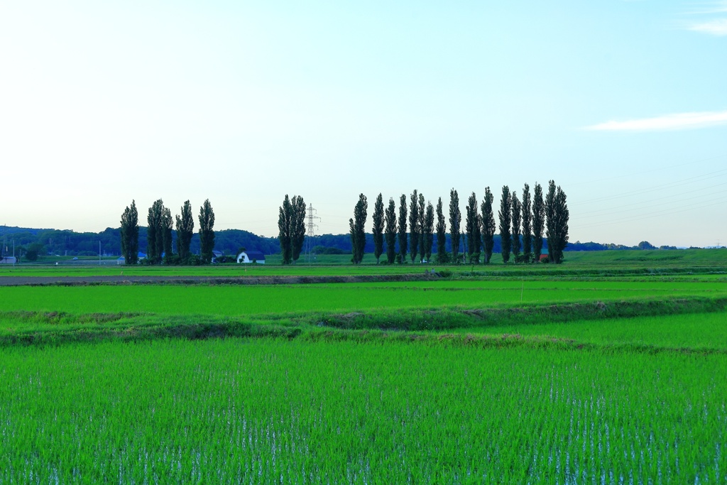田園ポプラ