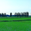 田園ポプラ