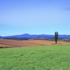 ポプラの木の風景
