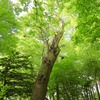 緑の中の老木