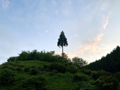 頂の一本杉