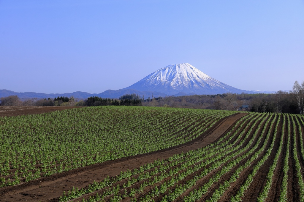 じゃがいも畑と羊蹄山