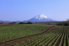 じゃがいも畑と羊蹄山
