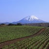 じゃがいも畑と羊蹄山