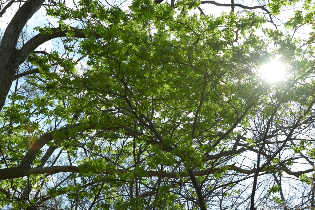 新緑の香り