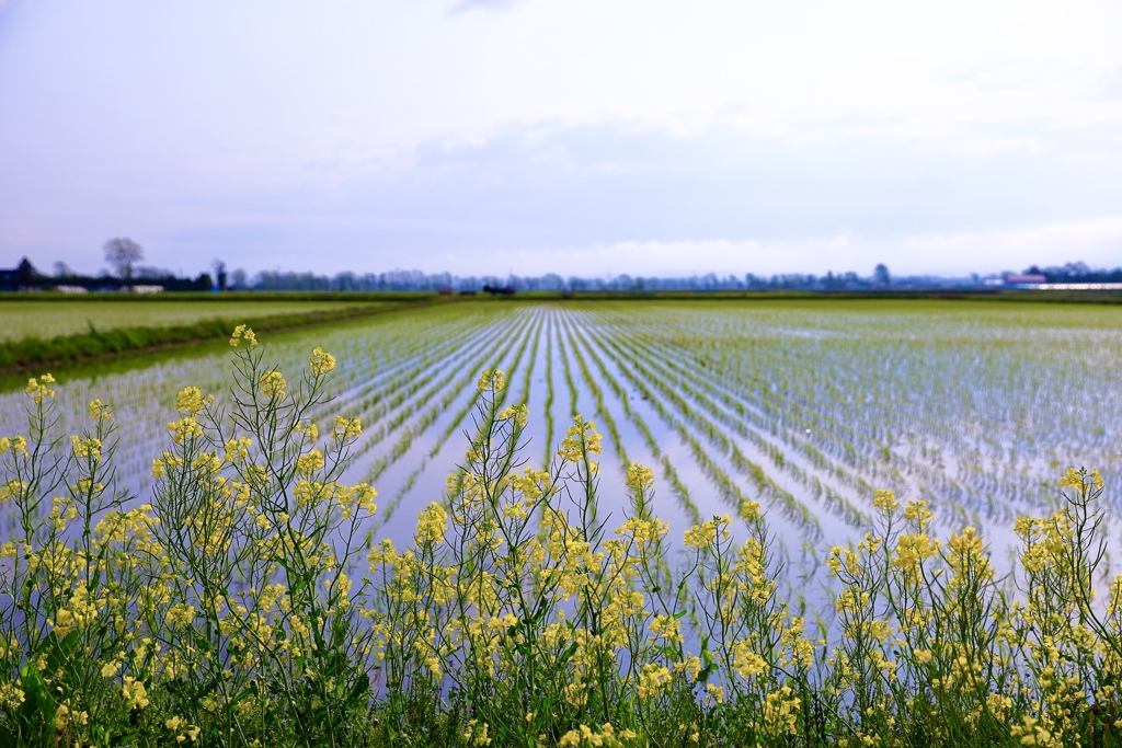 田んぼ沿いの菜の花