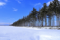 雪の中の防風林