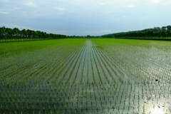 水田風景