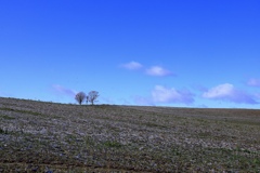 冬を迎える親子の木