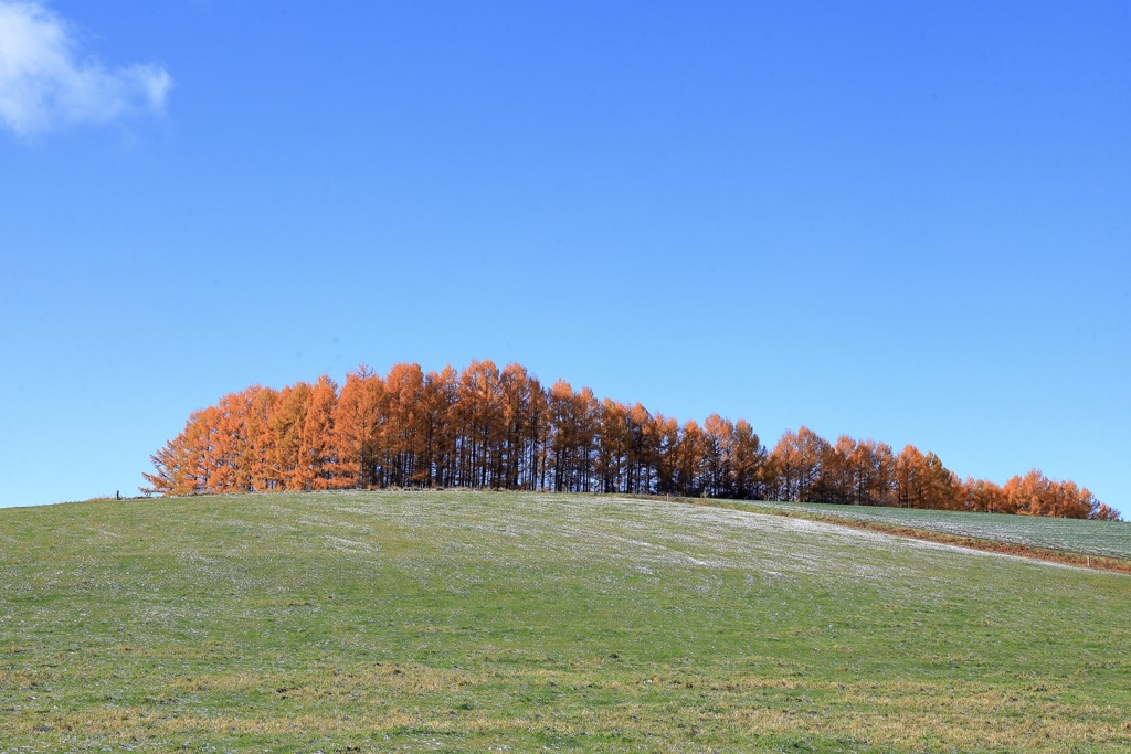 色づく木々と丘