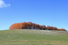 色づく木々と丘