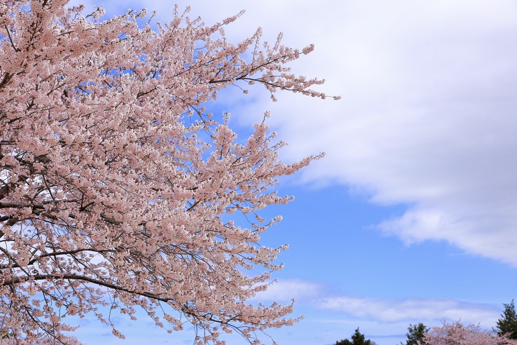 青空と桜