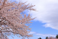 青空と桜