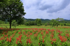 サルビアの風景