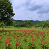 サルビアの風景