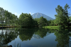 初夏の羊蹄姿見池