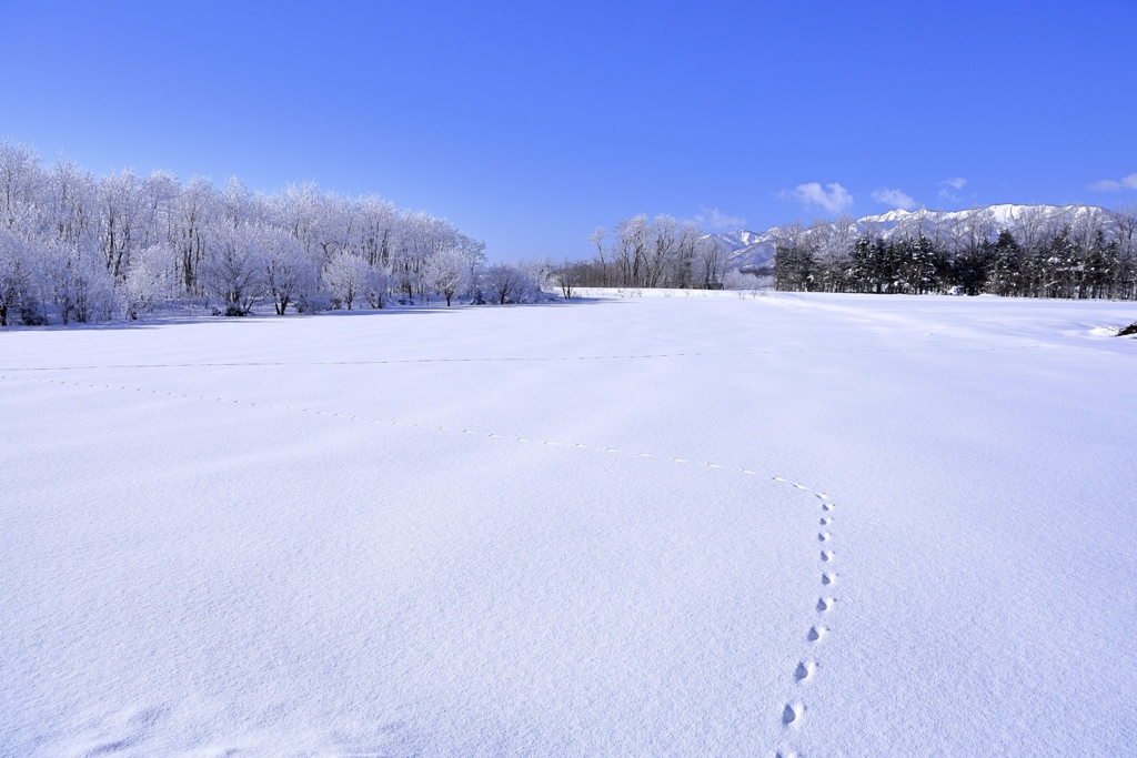冬の小さな足跡