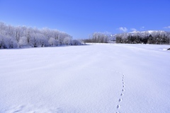 冬の小さな足跡