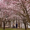 めおとの梅林観察。。