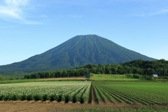 羊蹄山麓の風景