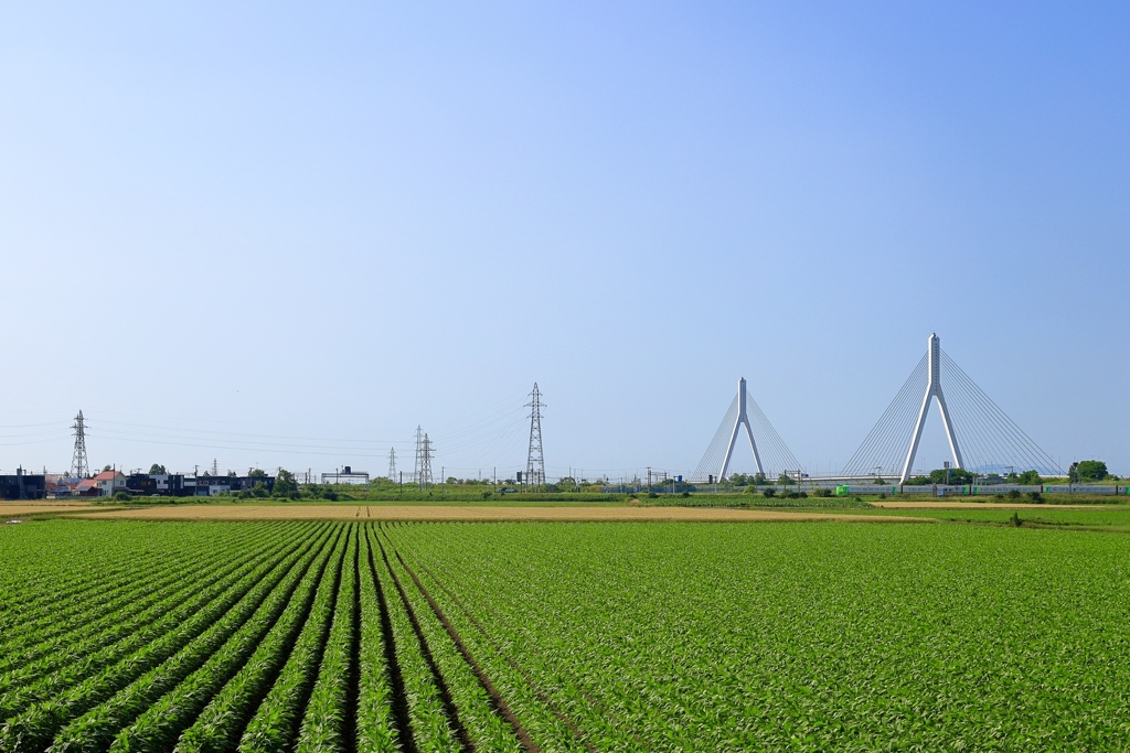 夏色の田園