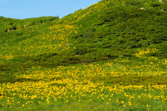 秋田駒ヶ岳