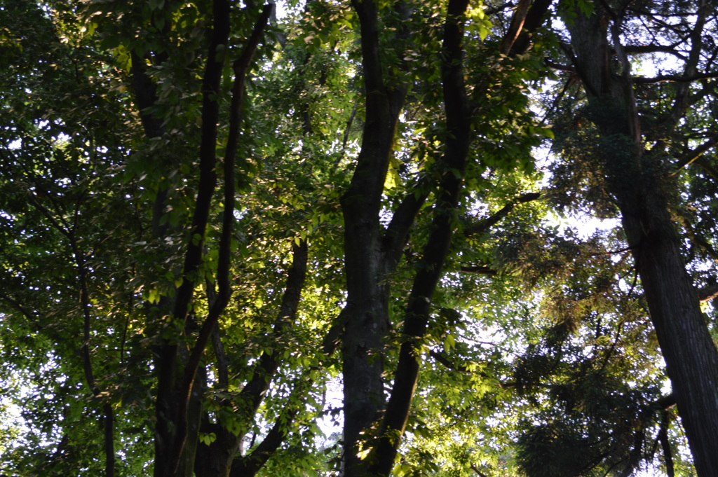 公園の木