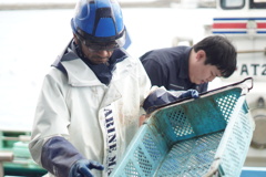 水揚げ作業