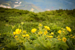 秋田駒ヶ岳