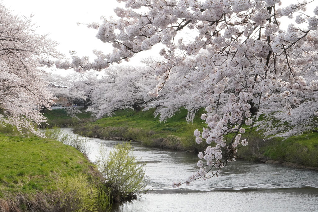 川の桜