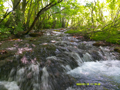 鳥海山獅子原湿原