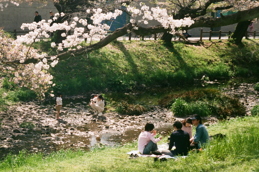 桜と写真