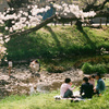 桜と写真