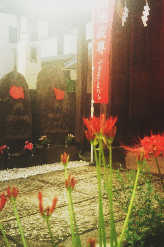 紅い花